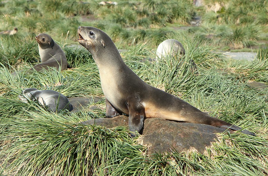 img_8779_fur_seals_on_tussock_grass_medium