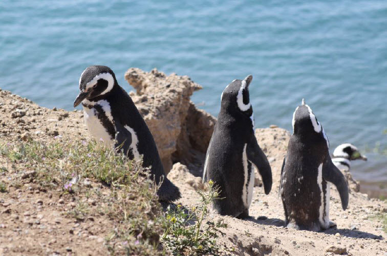 Pingviinejä Patagoniassa